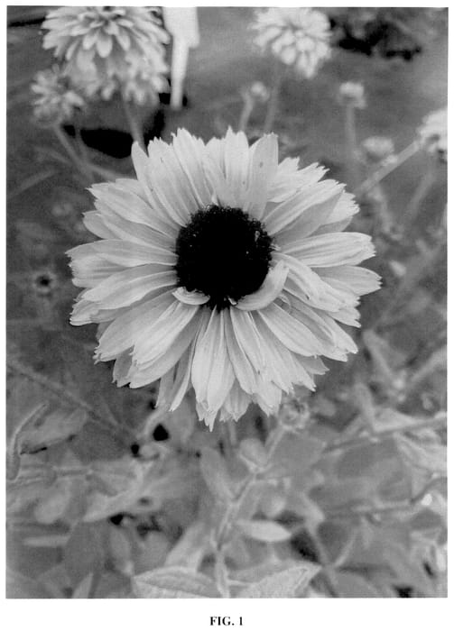 Figure 1 of US plant patent PP35772, the photograph of Sun Stream printed in the patent.