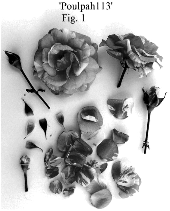 Figure 1 of US plant patent PP35774, the photograph of Poulpah113 printed in the patent.