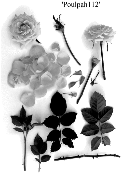 Figure 1 of US plant patent PP35775, the photograph of Poulpah112 printed in the patent.