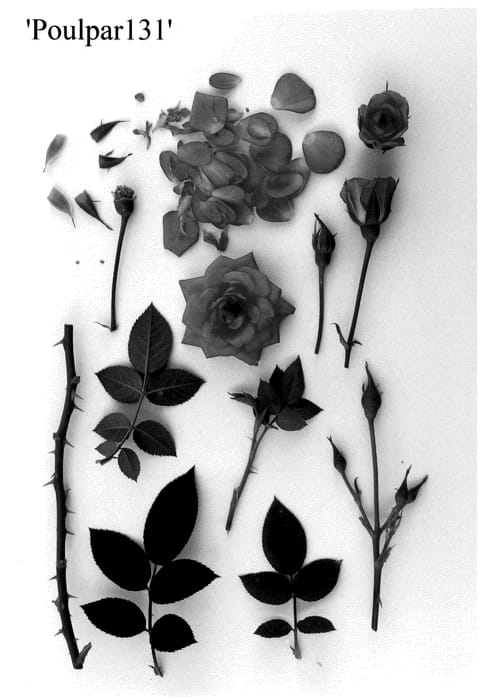 Figure 1 of US plant patent PP35776, the photograph of Poulpar131 printed in the patent.