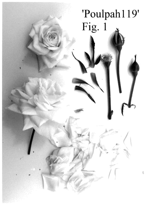 Figure 1 of US plant patent PP35777, the photograph of Poulpah119 printed in the patent.