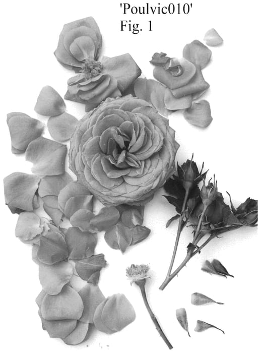 Figure 1 of US plant patent PP35778, the photograph of Poulvic010 printed in the patent.