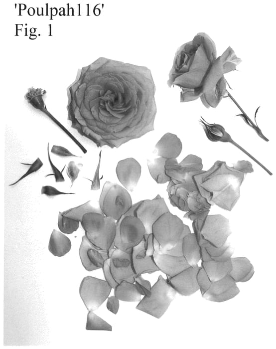 Figure 1 of US plant patent PP35779, the photograph of Poulpah116 printed in the patent.