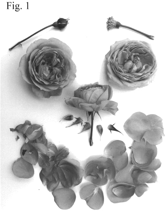 Figure 1 of US plant patent PP35780, the photograph of Poulpah115 printed in the patent.