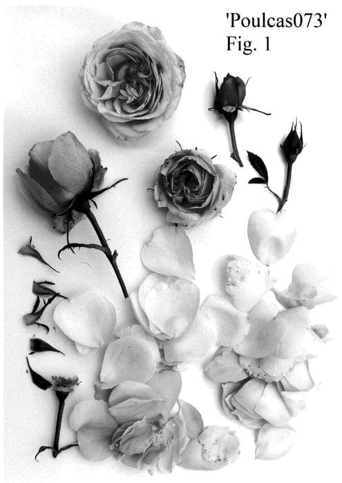 Figure 1 of US plant patent PP35781, the photograph of Poulcas073 printed in the patent.