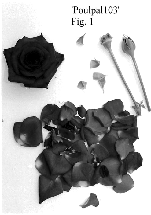 Figure 1 of US plant patent PP35782, the photograph of Poulpal103 printed in the patent.