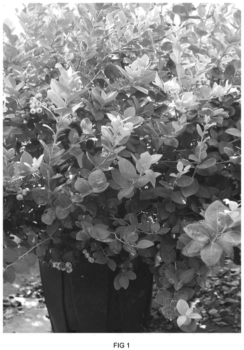 Figure 1 of US plant patent PP35783, the photograph of BLUECSOL12 printed in the patent.