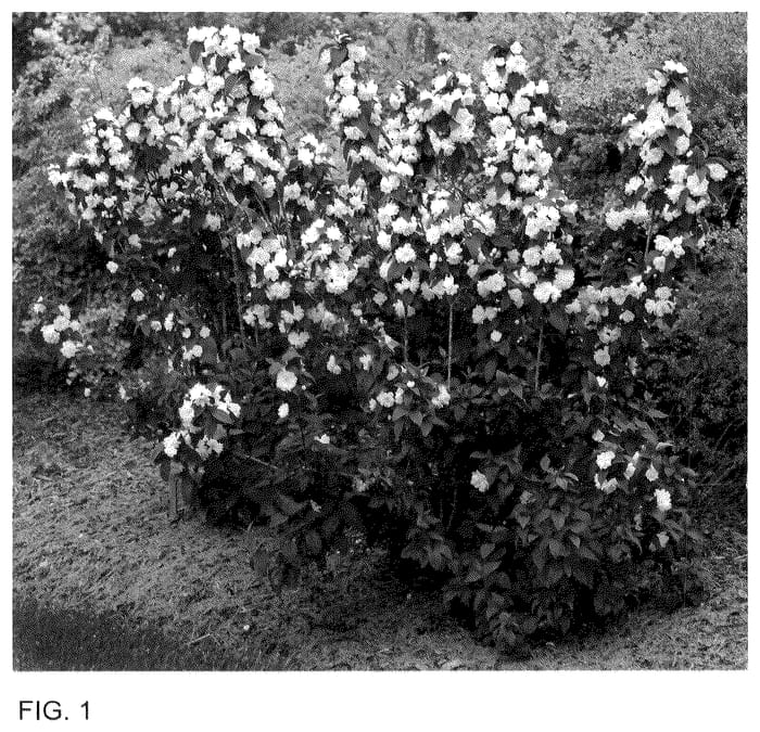 Figure 1 of US plant patent PP35784, the photograph of SMNPSDW printed in the patent.