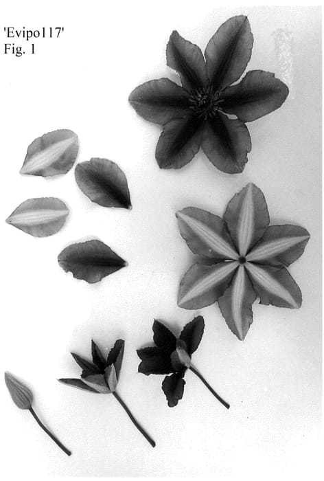 Figure 1 of US plant patent PP35785, the photograph of Evipo117 printed in the patent.