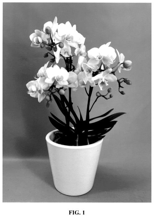 Figure 1 of US plant patent PP35786, the photograph of PHA312391 printed in the patent.