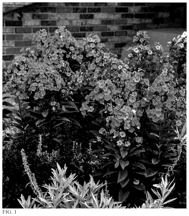 Figure 1 of US plant patent PP35787, the photograph of Prismatic Pink printed in the patent.
