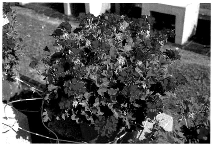 Figure 1 of US plant patent PP35788, the photograph of KLEIP22654 printed in the patent.