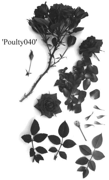 Figure 1 of US plant patent PP35790, the photograph of Poulty040 printed in the patent.