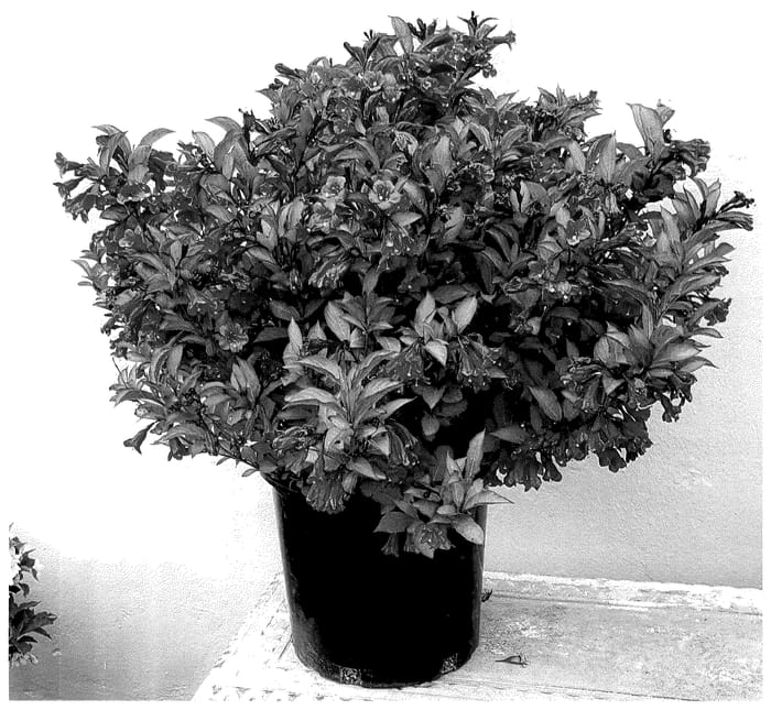 Figure 1 of US plant patent PP35791, the photograph of TMWG19-108 printed in the patent.