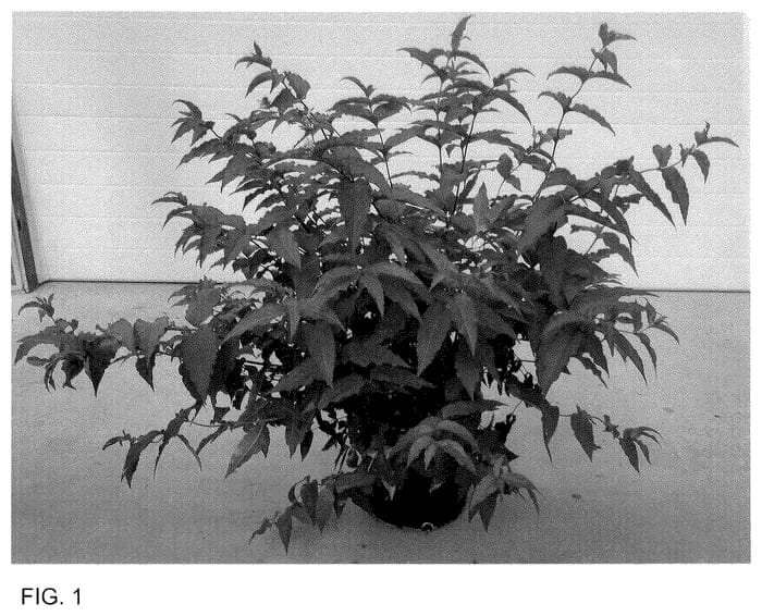 Figure 1 of US plant patent PP35792, the photograph of SMNDSD printed in the patent.