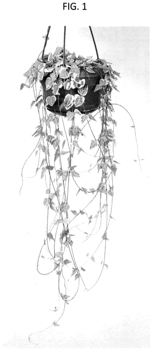 Figure 1 of US plant patent PP35793, the photograph of Merel printed in the patent.
