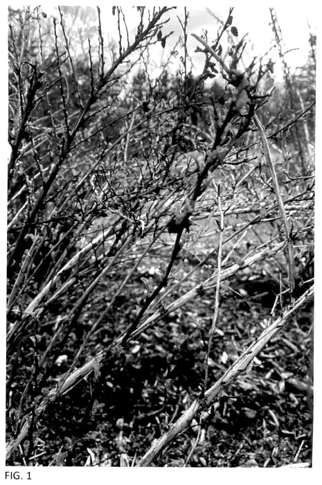 Figure 1 of US plant patent PP35794, the photograph of Auntie B printed in the patent.
