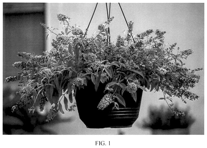 Figure 1 of US plant patent PP35795, the photograph of SFF21-026 printed in the patent.