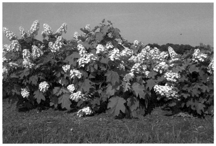 Figure 1 of US plant patent PP35796, the photograph of 1925querrep printed in the patent.