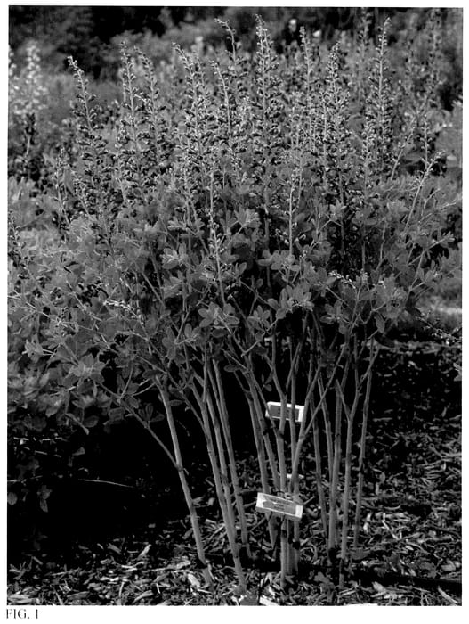 Figure 1 of US plant patent PP35797, the photograph of Periwinkle Popsicle printed in the patent.