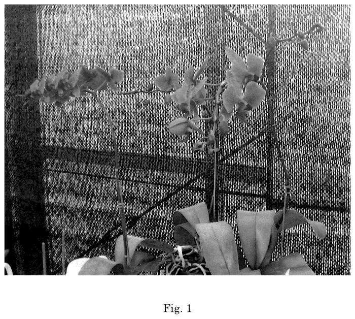 Figure 1 of US plant patent PP35798, the photograph of 311NR printed in the patent.