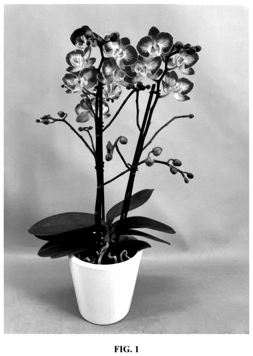 Figure 1 of US plant patent PP35799, the photograph of PHA308464 printed in the patent.
