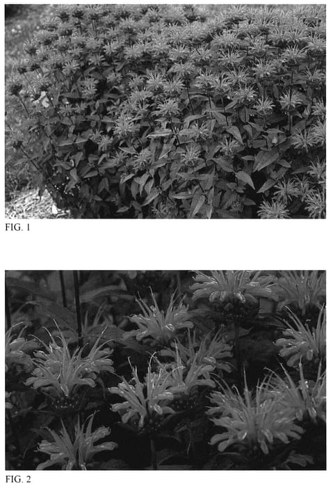 Figure 1 of US plant patent PP35800, the photograph of Red Velvet printed in the patent.