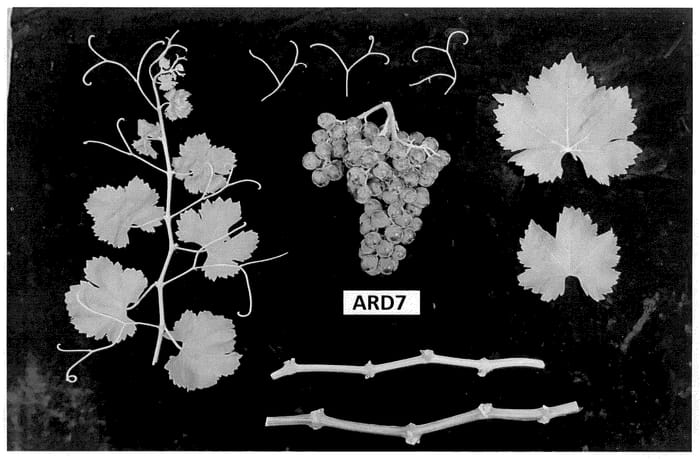 Figure 1 of US plant patent PP35801, the photograph of ARD7 printed in the patent.
