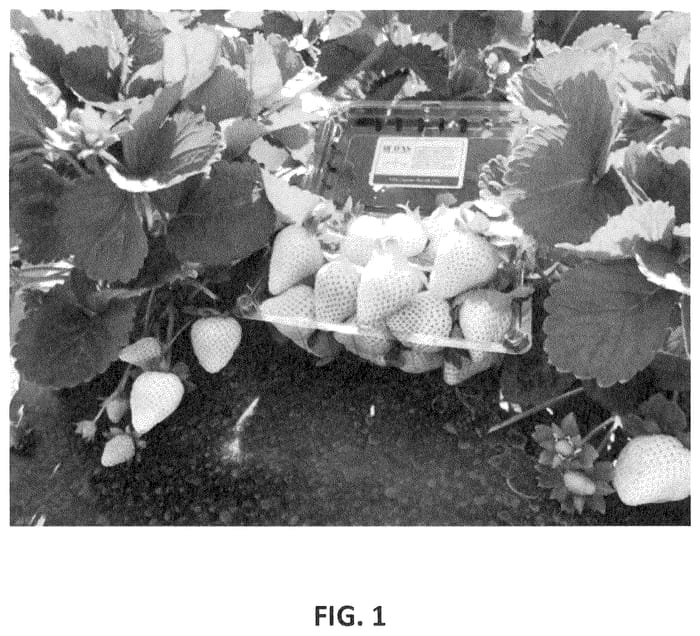 Figure 1 of US plant patent PP35802, the photograph of FL 18.52-66 printed in the patent.