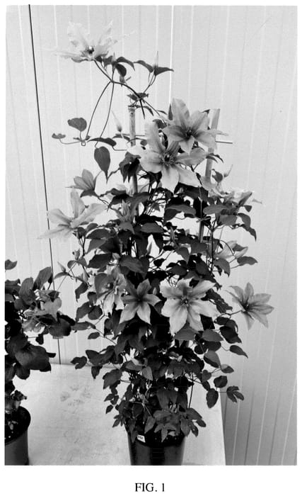 Figure 1 of US plant patent PP35803, the photograph of EviGsy151 printed in the patent.