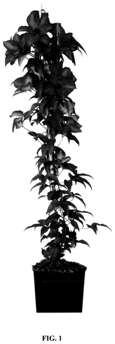 Figure 1 of US plant patent PP35804, the photograph of Zo18197 printed in the patent.