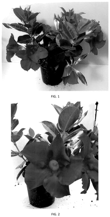 Figure 1 of US plant patent PP35805, the photograph of MANZ0031 printed in the patent.