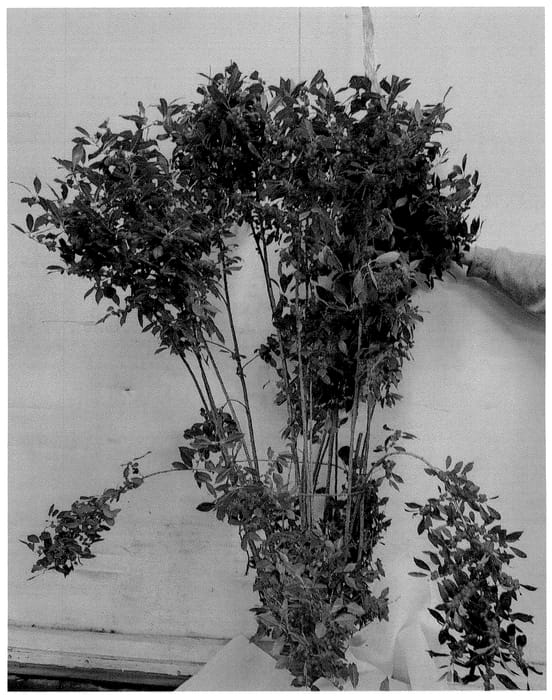 Figure 1 of US plant patent PP35806, the photograph of DD-21 printed in the patent.