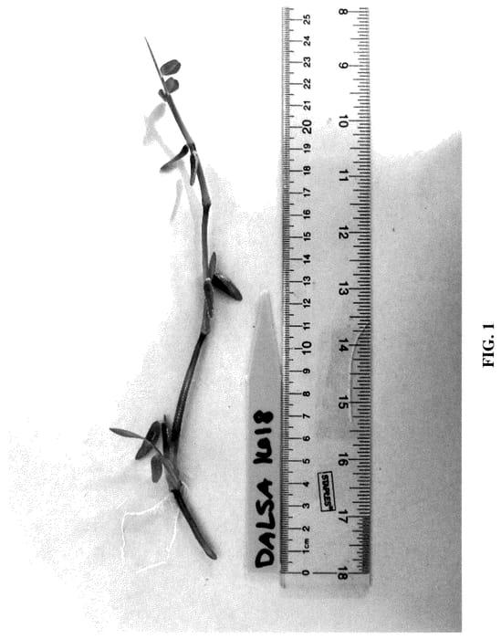 Figure 1 of US plant patent PP35807, the photograph of DALSA 1618 printed in the patent.