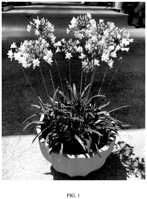 Figure 1 of US plant patent PP35808, the photograph of DWAgHyb05 printed in the patent.