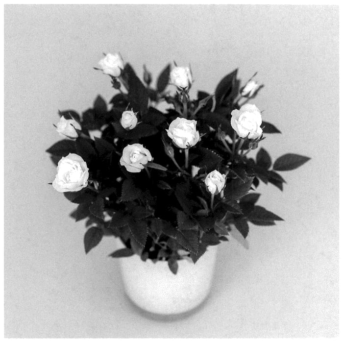 Figure 1 of US plant patent PP35811, the photograph of KORpot121 printed in the patent.