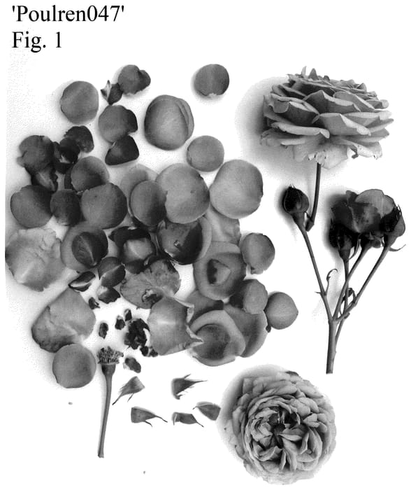 Figure 1 of US plant patent PP35812, the photograph of Poulren047 printed in the patent.