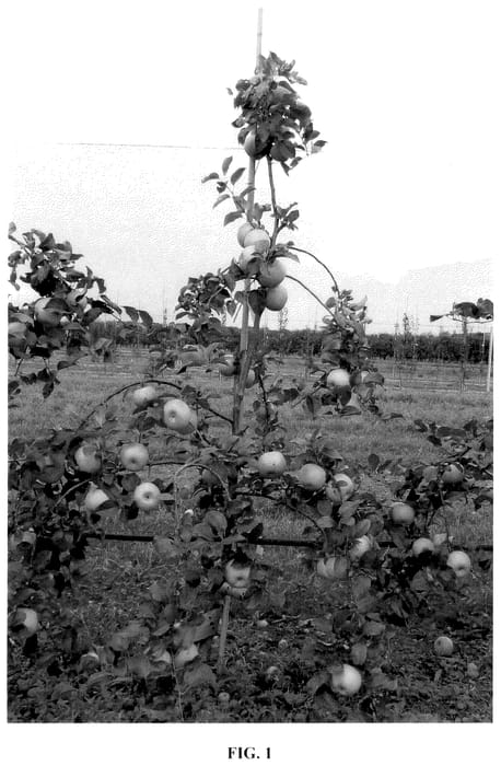 Figure 1 of US plant patent PP35813, the photograph of Pia41 printed in the patent.