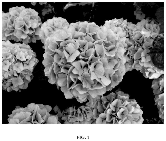 Figure 1 of US plant patent PP35814, the photograph of Hokomapfloy printed in the patent.