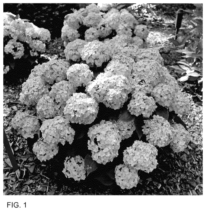 Figure 1 of US plant patent PP35815, the photograph of SMNHMC printed in the patent.