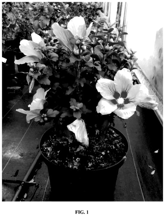 Figure 1 of US plant patent PP35816, the photograph of Samilhong printed in the patent.