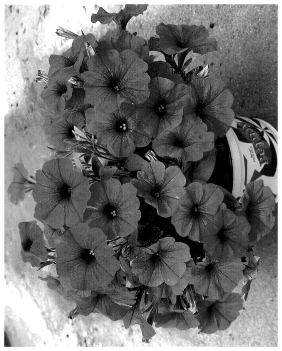 Figure 1 of US plant patent PP35817, the photograph of Dopetpotpiclil printed in the patent.