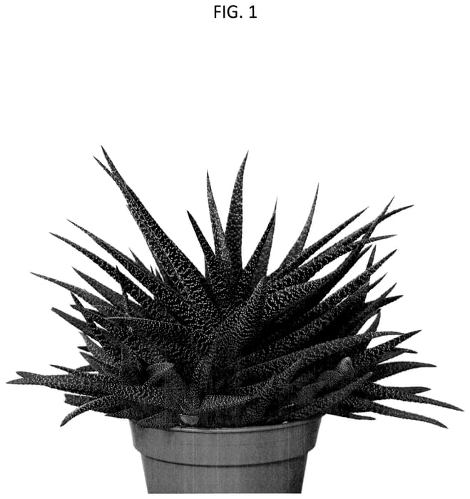 Figure 1 of US plant patent PP35818, the photograph of OVROCKS12 printed in the patent.