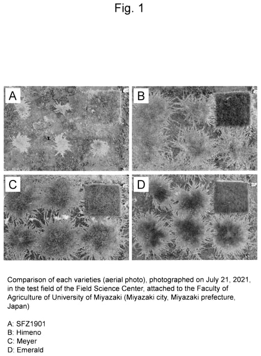 Figure 1 of US plant patent PP35819, the photograph of SFZ1901 printed in the patent.