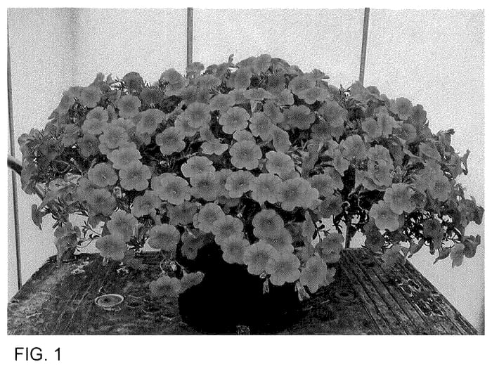 Figure 1 of US plant patent PP35820, the photograph of Suncal 1231 printed in the patent.