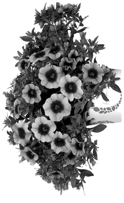 Figure 1 of US plant patent PP35821, the photograph of Docalblochipepsal printed in the patent.