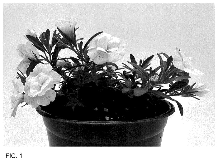 Figure 1 of US plant patent PP35822, the photograph of WNCALSBDBLWH24 printed in the patent.