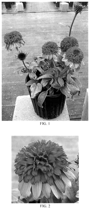 Figure 1 of US plant patent PP35823, the photograph of Balscrasux printed in the patent.