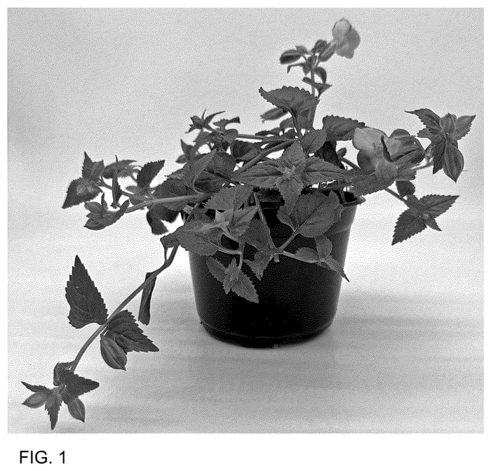 Figure 1 of US plant patent PP35824, the photograph of 17TOR1-7-04 printed in the patent.