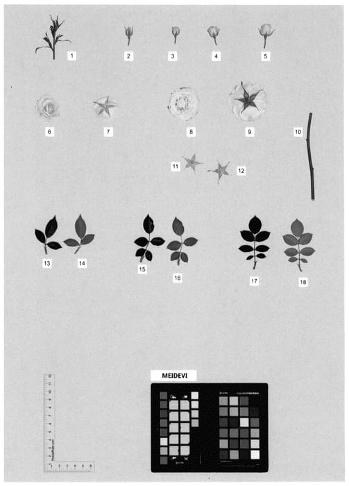 Figure 1 of US plant patent PP35825, the photograph of MEIDEVI printed in the patent.